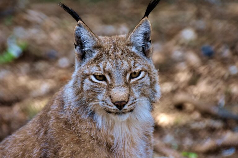 10 Geheimtipps für beeindruckende Naturfotografie