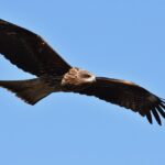 10 kreative Möglichkeiten, Videos zu teilen