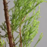 10 unkonventionelle Wege, um Pflanzen im Haus zu platzieren