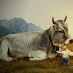 5 Apps zur Bearbeitung von Handyvideos