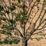 5 innovative Möglichkeiten, um Pflanzen vertikal im Haus zu platzieren