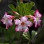 7 Tipps für atemberaubende Naturaufnahmen im Garten