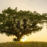 7 Tipps für das perfekte Garten-Shooting bei Sonnenuntergang