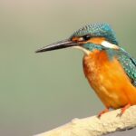 7 Tipps für die perfekte Porträtfotografie