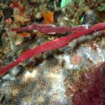 8 Tipps für atemberaubende Unterwasserfotografie im Urlaub