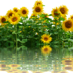 Die beliebtesten Foto-Apps für die Gartenfotografie