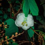 Die besten Kameras für die Gartenfotografie