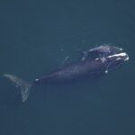 Die besten Reiseziele für Abenteurer, die gerne tauchen und fotografieren