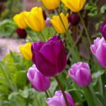 Die besten Video-Tutorials für die Gartengestaltung