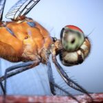 Die faszinierende Welt der Makrofotografie
