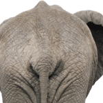 Familienfotografie im Herbst: Ideen für stimmungsvolle Bilder