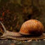 So erstellst du beeindruckende Slow-Motion-Videos von deinem Garten