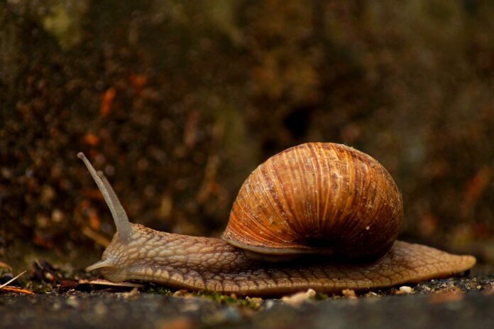 So erstellst du beeindruckende Slow-Motion-Videos von deinem Garten