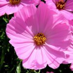 So verwandelst du deinen Garten in ein Paradies mit Lichterketten