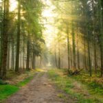 Wie man mit Licht und Schatten spielt